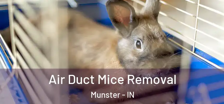  Air Duct Mice Removal Munster - IN